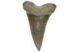 Fossil Mako Tooth - Lee Creek (Aurora), NC #220055-1